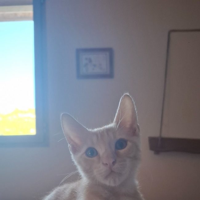 Chou - Chat Européen à adopter