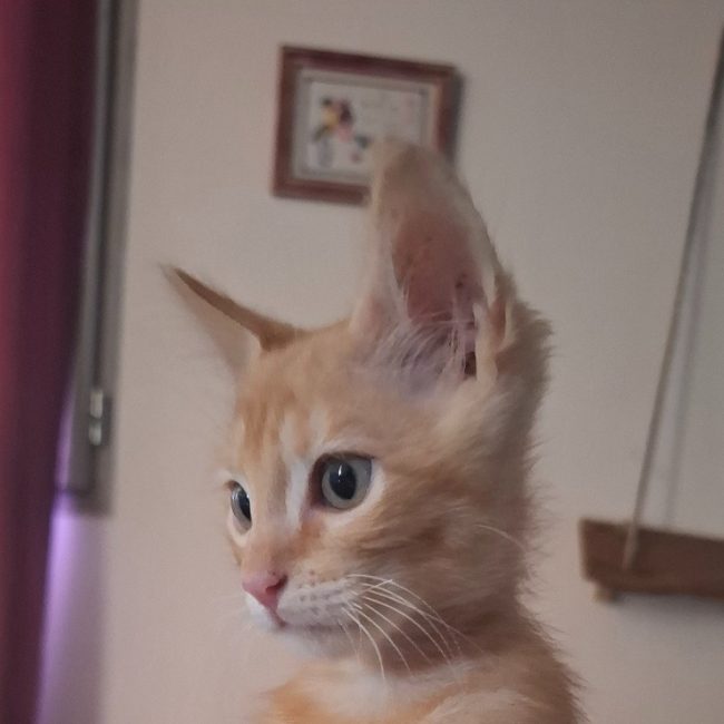 Sam - Chat Européen à adopter