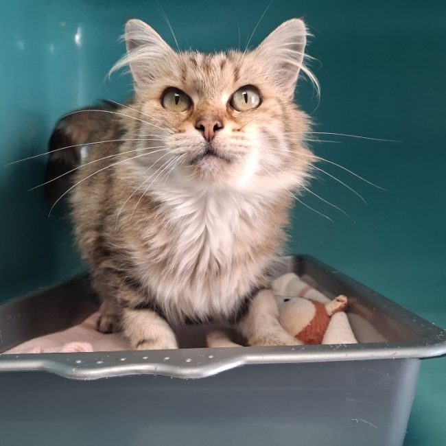 Finette - Chat Européen à adopter