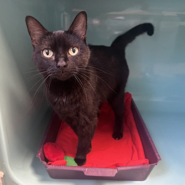 Babeth - Chat Européen à adopter