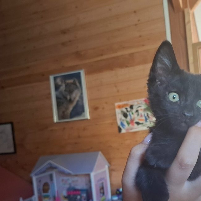 Boxi - Chat Européen à adopter