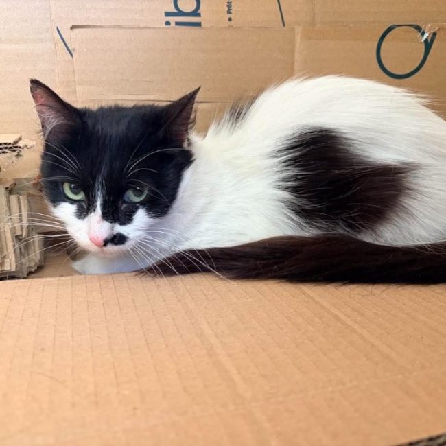Uta - Chat Européen à adopter