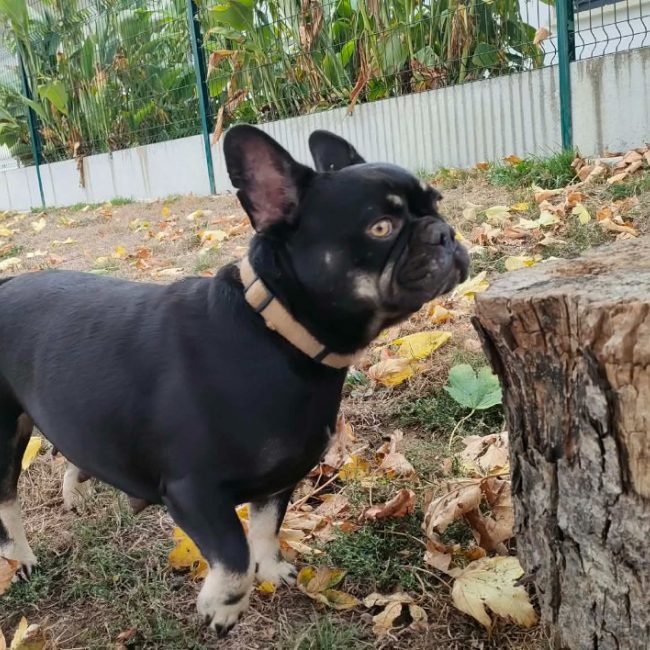 Ice cream - Chien Bouledogue Français à adopter