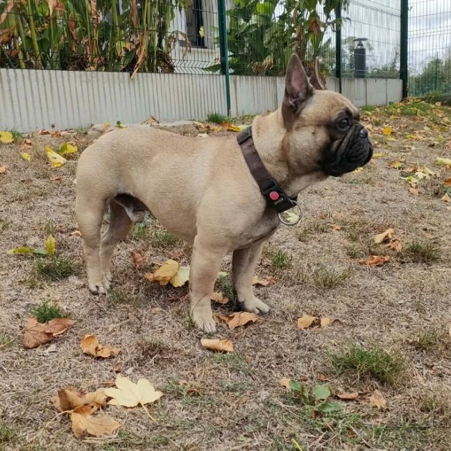 Uloo - Chien Bouledogue Français à adopter