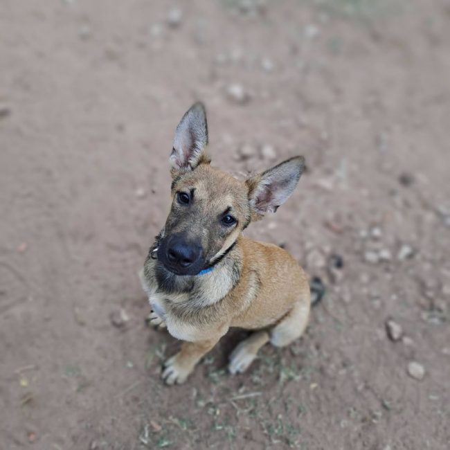 Bowie - Chien Berger Belge Malinois à adopter