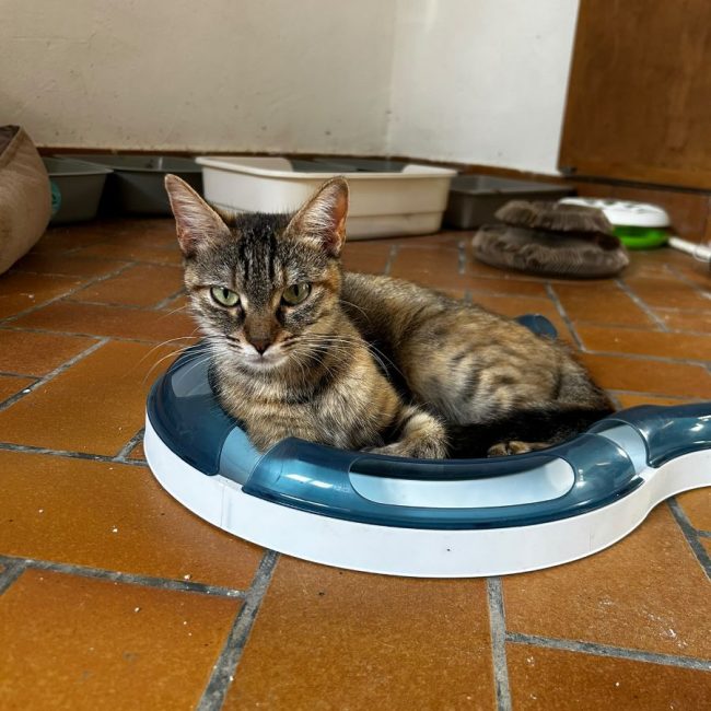 Alba - Chat Européen à adopter