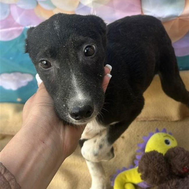 PERLA - Chien à adopter