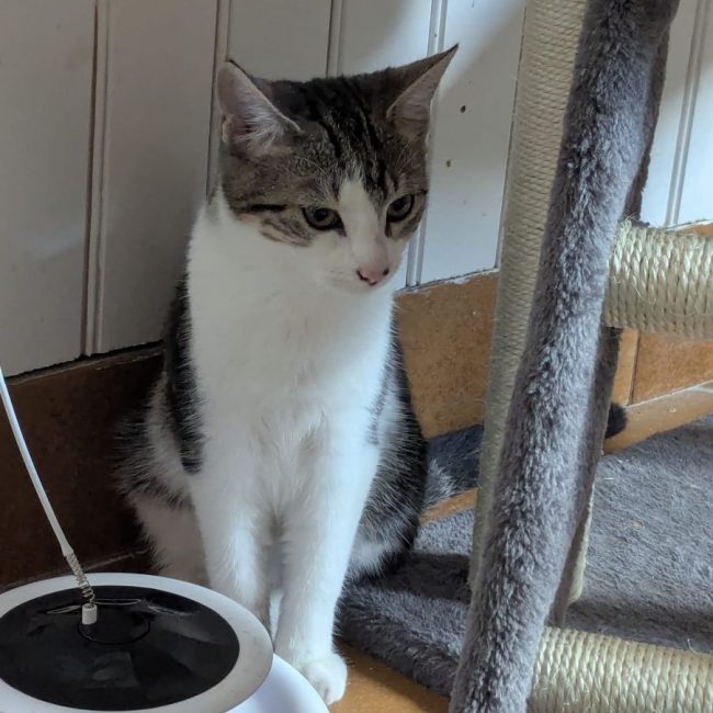 Alice - Chat Européen à adopter