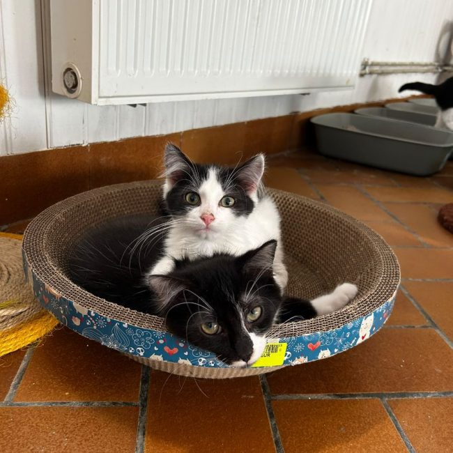 Amenadiel - Chat Européen à adopter