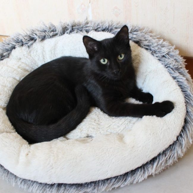 Black - Chat Européen à adopter
