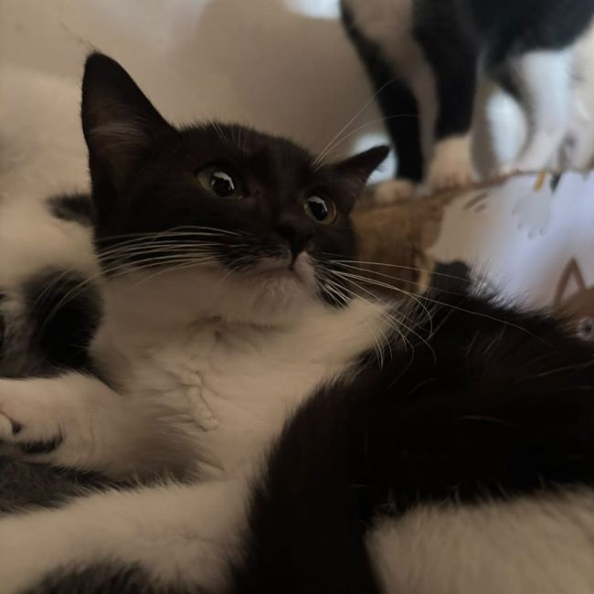 Dan - Chat Européen à adopter