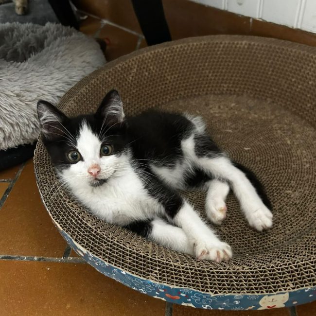 Denver - Chat Européen à adopter