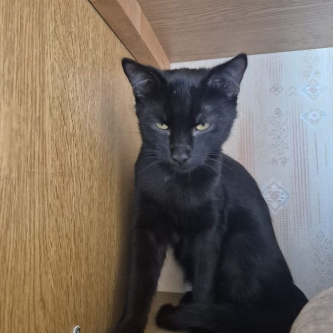 Dracula - Chat Européen à adopter