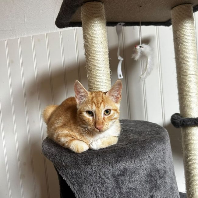 Edward - Chat Européen à adopter