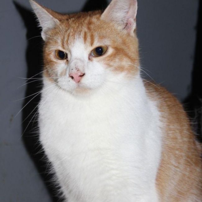 Ron