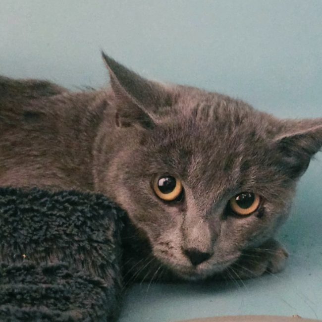 Antonn - Chat Européen à adopter