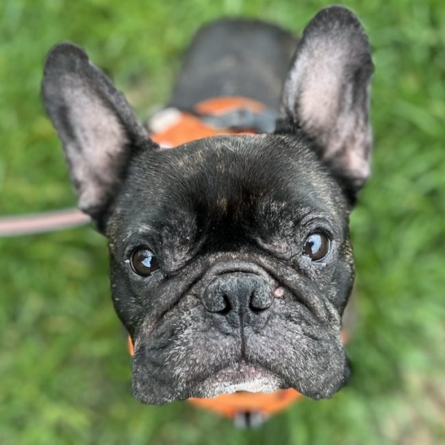 Simba - Chien Bouledogue Français à adopter
