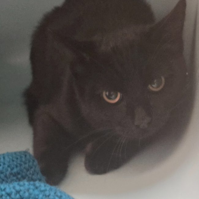 Verdi - Chat Européen à adopter
