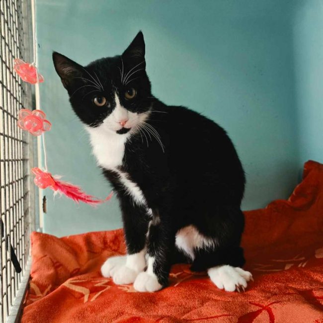 Clyde - Chat Européen à adopter