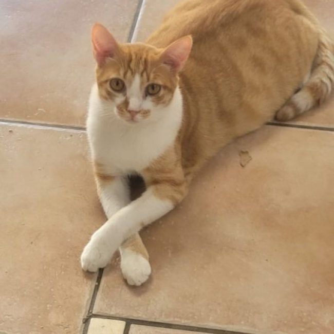 Tino