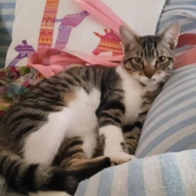 Bambino