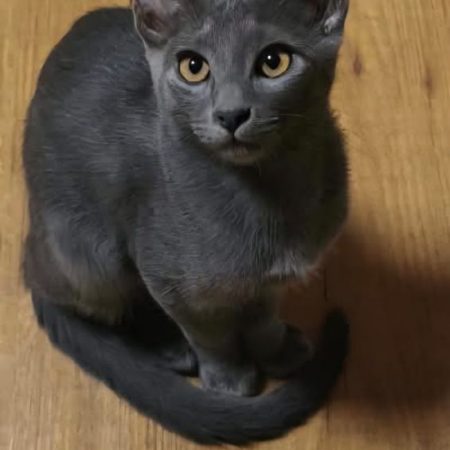 Nube - Chat à adopter