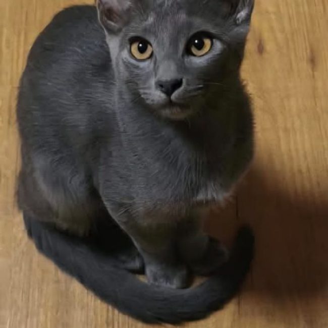 Nube - Chat à adopter