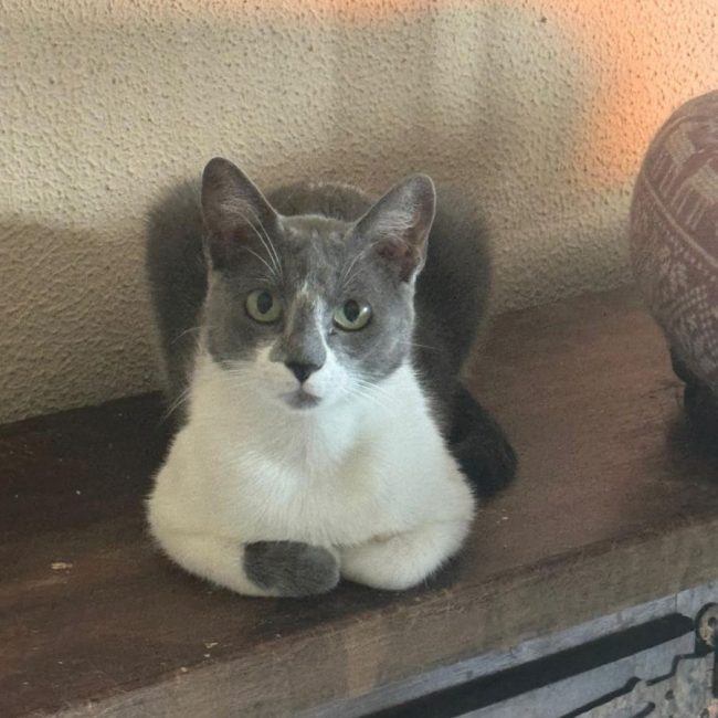 Elisa