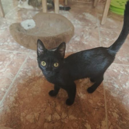 Nami - Chat à adopter