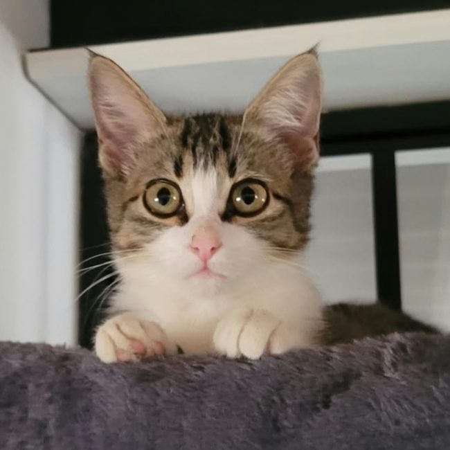 Syra - Chat Européen à adopter