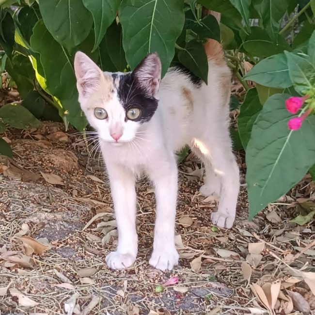 Natalia - Chat à adopter
