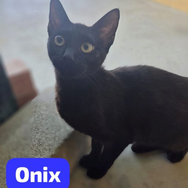 Onix