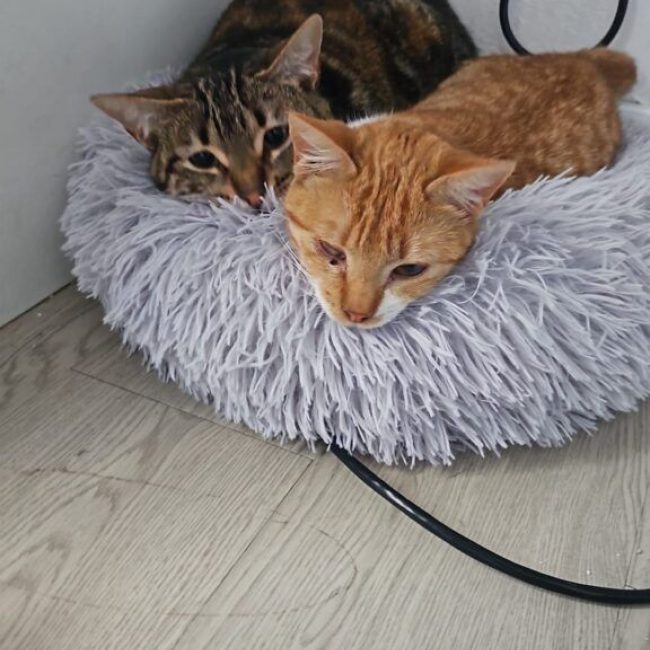 Elvira et Grace