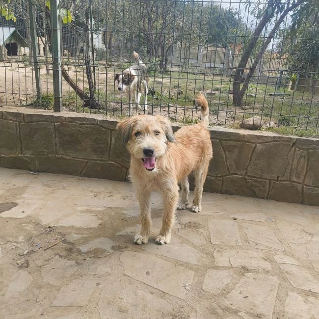 Salma - Chien à adopter