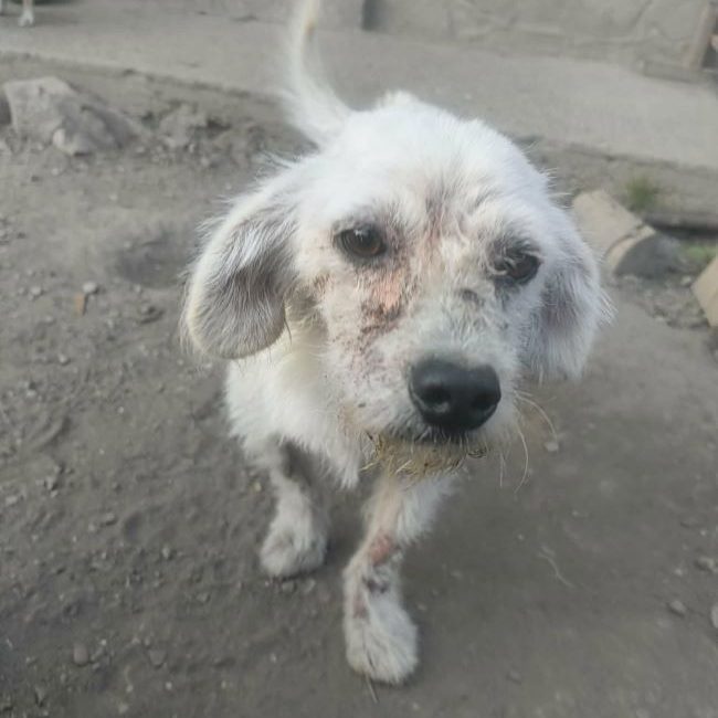 Casper - Chien à adopter