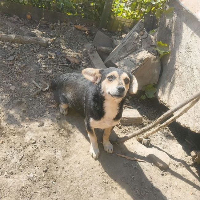 Dulce