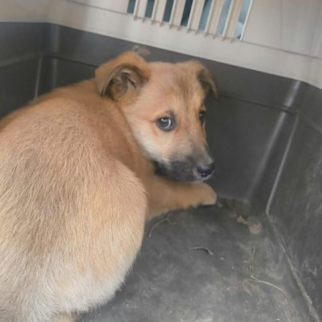 Giacomo - Chien à adopter