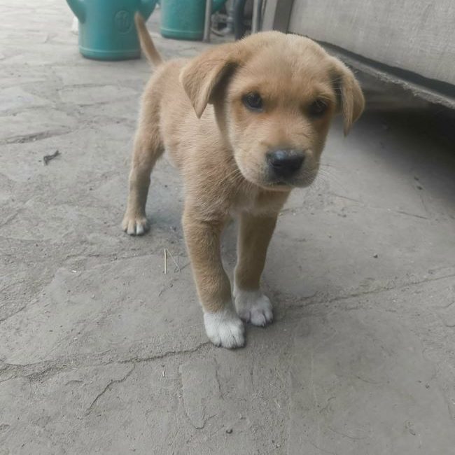 Huckleberry - Chien à adopter