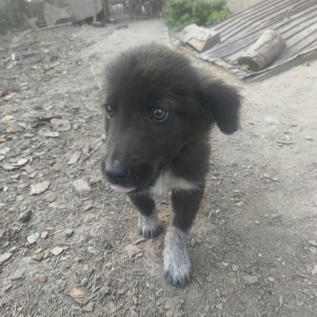 Désirée - Chien à adopter
