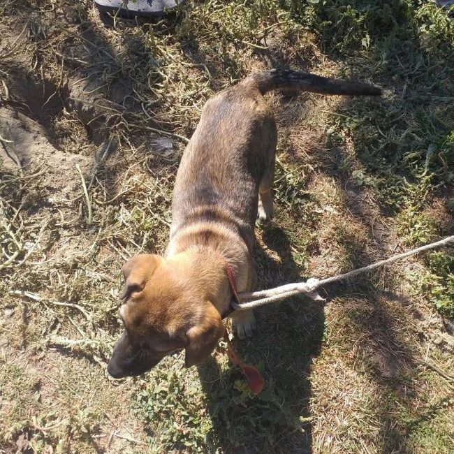 Maisy - Chien à adopter