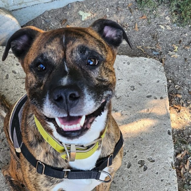 Storm - Chien à adopter