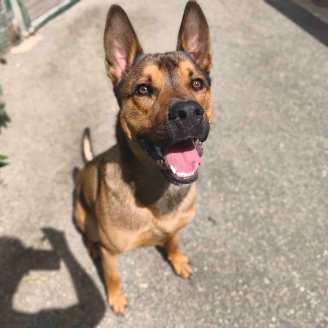 Lino - Chien Berger à adopter
