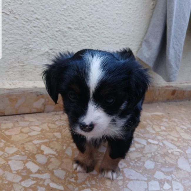 PIXIE - Chien à adopter