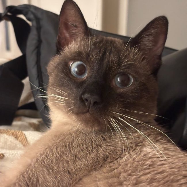 BALI - Chat Siamois à adopter