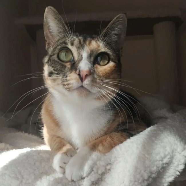 Siena - Chat à adopter