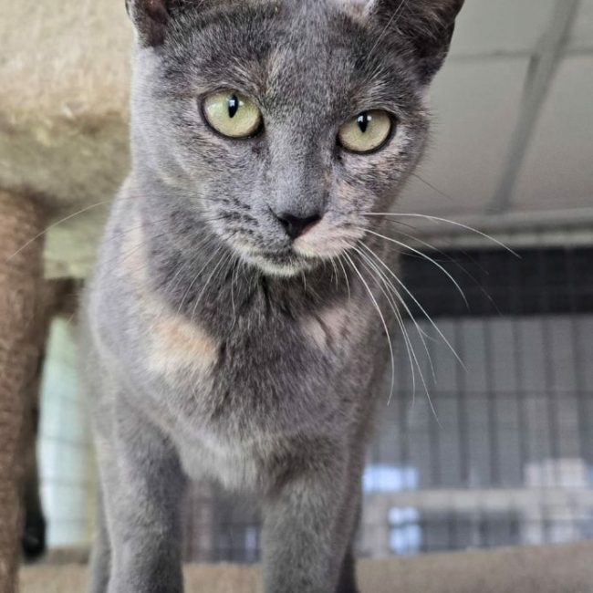 Niebla - Chat à adopter