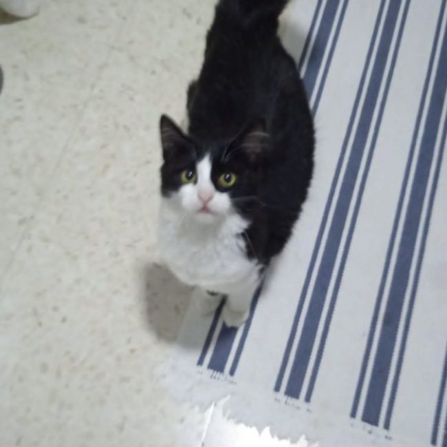 Felisa - Chat à adopter