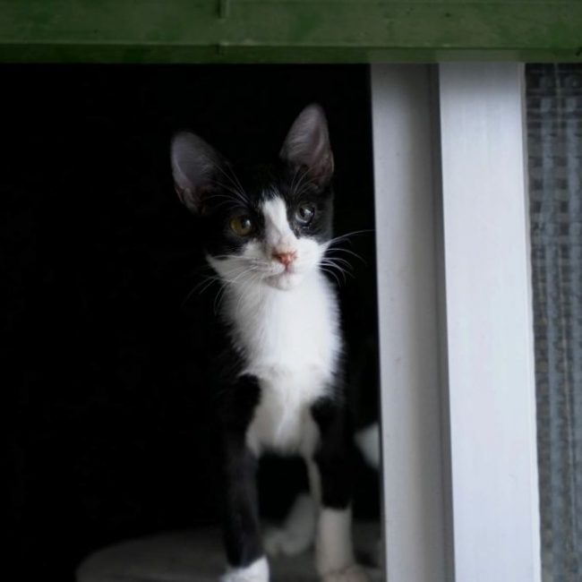 Selva - Chat à adopter