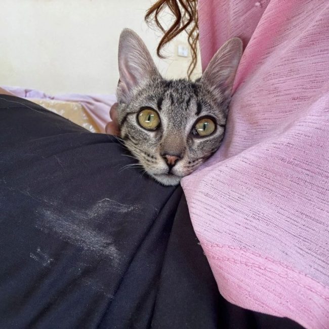 Jessy - Chat à adopter