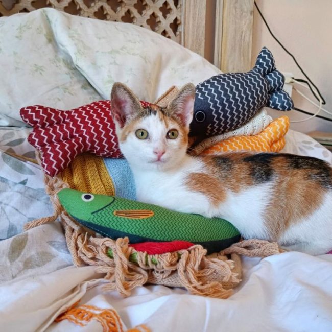 Holly - Chat à adopter